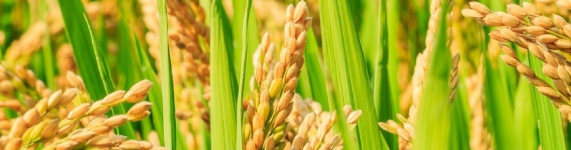 ΠΟΛΛΑΠΛΑΣΙΑΣΤΙΚΟ ΥΛΙΚΟ